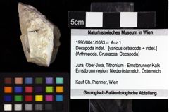 Foto (Objket + Etiketten) von Decapoda indet. 